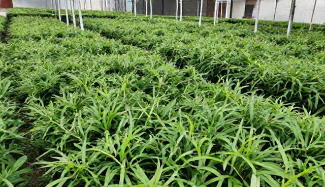 养分平衡：仓储保鲜中的渠道供货分析